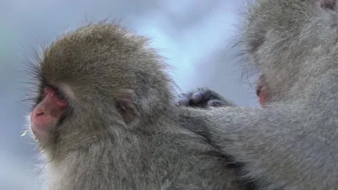 Slow motion of Japanese snow monkey grooming on hot spring of snowy mountain-Dan Stock Footage 144538216