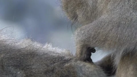 Slow motion of Japanese snow monkey macaque looking for lice Jigokudani Park-Dan Stock Footage 144538254