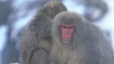 Slow motion of Japanese snow monkey grooming on hot spring of snowy mountain-Dan Stock Footage 144538289