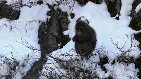 Slow motion of Japanese snow monkey macaque eat in Jigokudani Park at winter-Dan Stock Footage 144538316