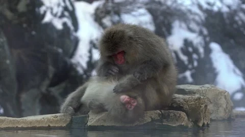 Slow motion of Japanese snow monkey macaque looking for lice Jigokudani Park-Dan Stock Footage 144538384