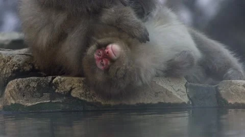 Slow motion of Japanese snow monkey grooming on hot spring of snowy mountain-Dan Stock Footage 144538400