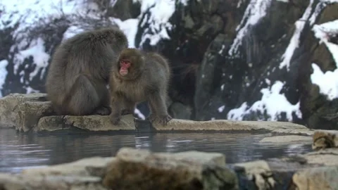 Slow motion of Japanese snow monkey macaque looking for lice Jigokudani Park-Dan Stock Footage 144538453