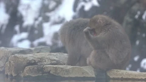 Slow motion of Japanese snow monkey macaque prevent cold near the hot spring-Dan Stock Footage 144538473