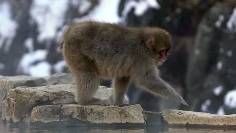 Slow motion Japanese snow monkey eating seeds in onsen hot springs at winter-Dan Stock Footage 144538506