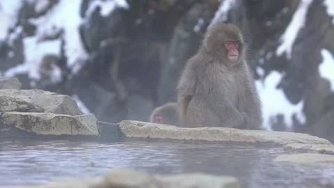 Slow motion of Japanese snow monkey macaque prevent cold near the hot spring-Dan Stock Footage 144538532