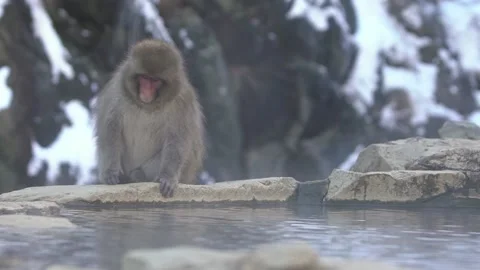 Slow motion Japanese snow monkey near of onsen hot springs at winter. Japan-Dan Stock Footage 144538550