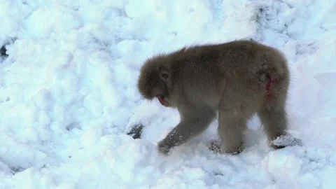 Slow motion Japanese snow monkey macaque in Jigokudani Park at winter Japan-Dan Stock Footage 144538858