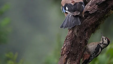 Slow motion Jay forces Great spotted woodpecker to leave food tree Stock Footage 82202828