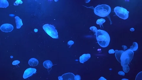 Slow Motion Jelly Fish 120fps Stock Footage 105877797