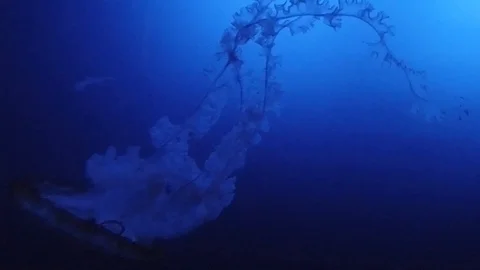 Slow Motion of a jelly fish swimming in an aquarium. Stock Footage 117329853