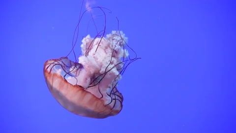 Slow Motion Jellyfish Floating down with its Stingers Stock Footage 149219717