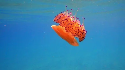 Slow motion of Jellyfish floating under water near the shore in the Aegean Sea Stockbeeldmateriaal 80235930