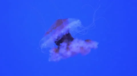 Slow Motion Jellyfish Stock Footage 48381876
