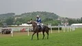 Slow motion jockey with wild racehorse on racing course before the race HD Footage