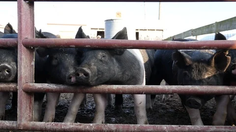 Slow motion jostling pigs Stock Footage 105428912