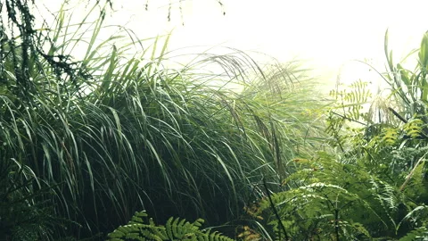Slow motion journey through layered silvergrass and mountain trail in rainsto Stock-Footage 342923510