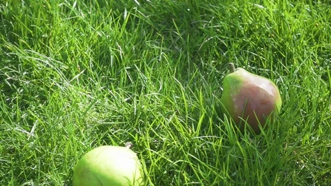 Slow motion juicy pear drops into the grass Stock-Footage 88364241