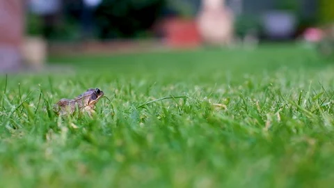 A slow motion jump of a frog in the grass. Stock Footage 115404132