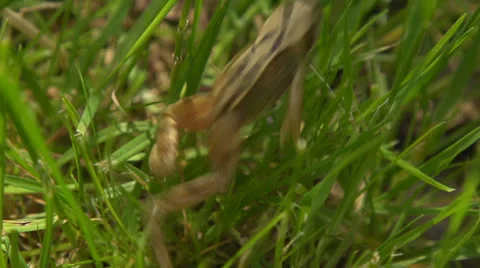 Slow motion: Jumping frog Stock Footage 24571589