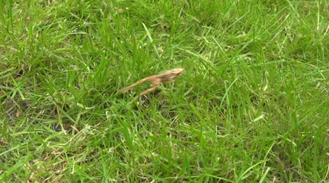 Slow motion: Jumping frog Stock Footage 24572230