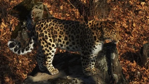 Slow motion of jumping rare amur leopard in autumn Primorsky Safari Park, Russia Stock Footage 81546981