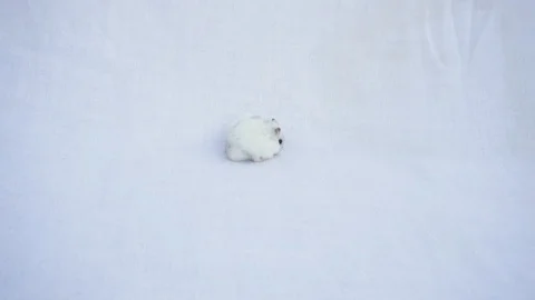 Slow Motion of Jungar hamster Looking for some food  Stock Footage 94944172