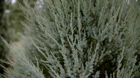 Slow motion. Juniper bush close up. Stock Footage 164600011