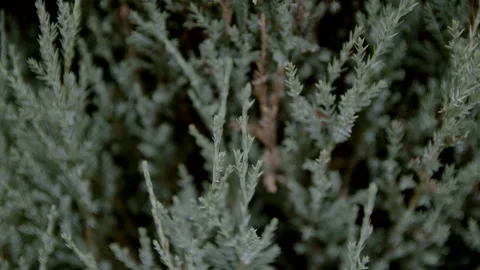 Slow motion. Juniper bush close up. Stock Footage 164600016