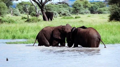 Slow motion of juvenile African elephants playing in the small lake.  Stock Footage