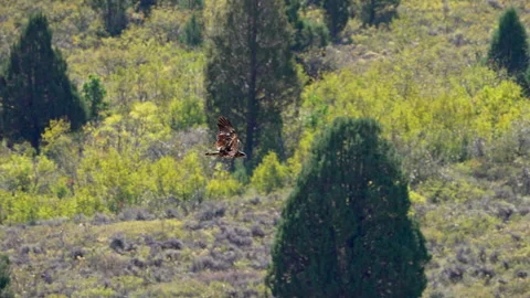 Slow motion of a juvenile bald eagle flying through the Utah wilderness Stock-Footage 345995420