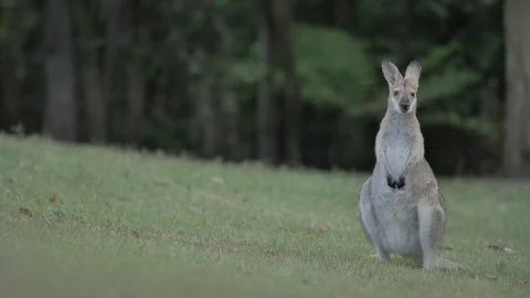 Slow Motion - Kangaroo Stock-Footage 81310267
