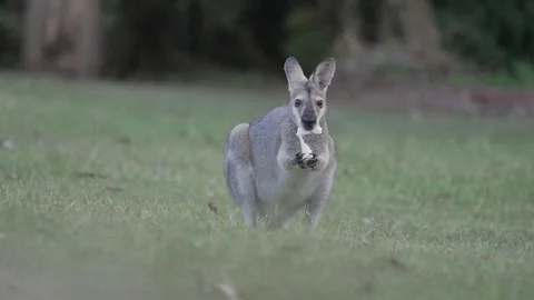 Slow Motion - Kangaroo Stock Footage 81384126