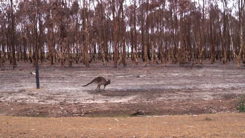 Slow Motion Kangaroo Hopping Through The Aftermath Of The Australian Bushfires Stock Footage 132334123