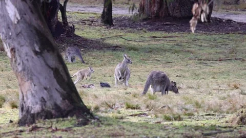 Slow Motion Kangaroo Joey Playing With Mother in Blue Mountains Forest Stock Footage 345164011