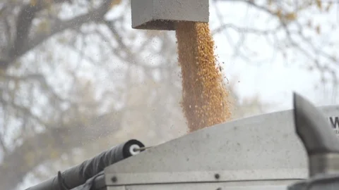 Slow Motion Kernels Being Harvested Close Up Video stock 92540771