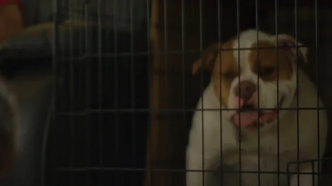 Slow motion of kid sitting in front of a cage with an American Bulldog inside Stock Footage 88471429