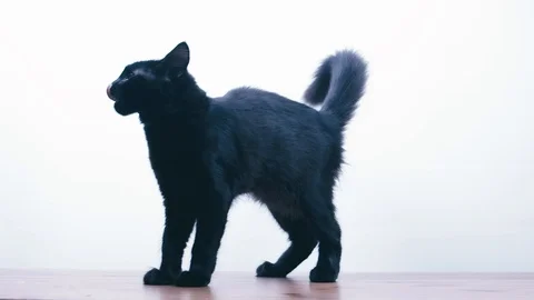 Slow motion of kitten jumping and walking away Stock Footage 100525711