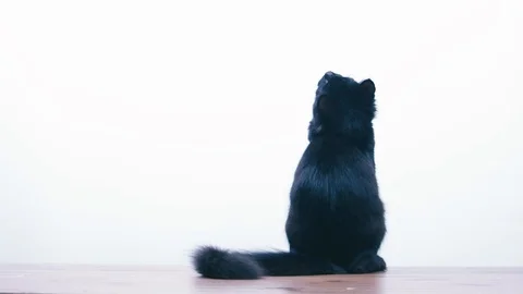 Slow motion of kitten jumping twice Stock Footage 100525704