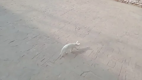 Slow Motion Kitten Walking in HD 動画素材 347488972