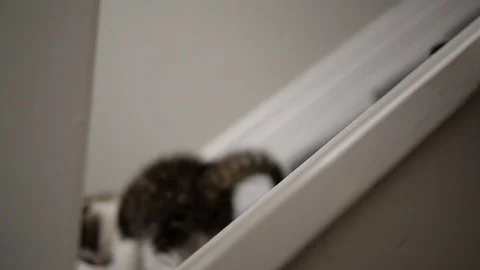 Slow motion kittens playing and jumping.  6 weeks old. Stock Footage 110727012
