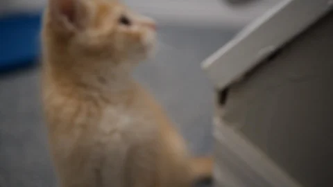 Slow motion kittens playing and jumping.  6 weeks old. Stock Footage 110727446