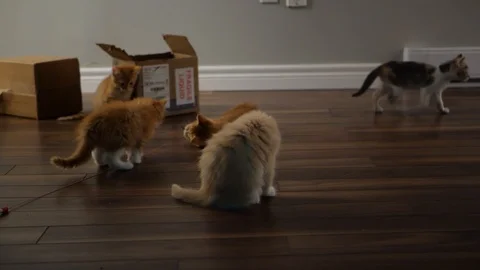 Slow motion kittens playing and jumping.  6 weeks old. Stock Footage 110728845