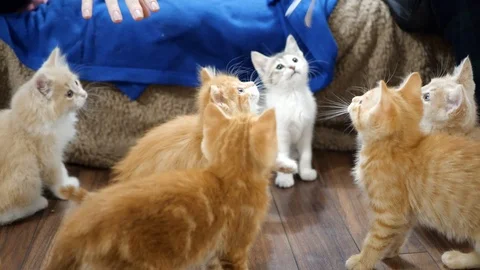 Slow motion kittens playing and jumping.  6 weeks old. Stock Footage 110734410