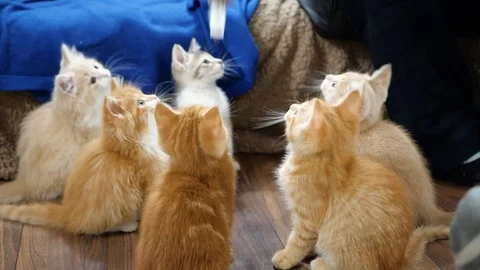 Slow motion kittens playing and jumping.  6 weeks old. Stock Footage 110734486