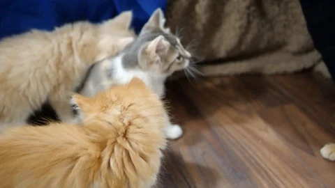 Slow motion kittens playing and jumping.  6 weeks old. Stock Footage 110734678