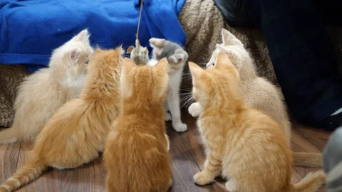Slow motion kittens playing and jumping.  6 weeks old. Stock Footage 110734967