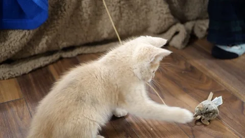 Slow motion kittens playing and jumping.  6 weeks old. Stock Footage 110735251