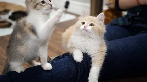 Slow motion kittens playing and jumping.  6 weeks old. Stock Footage 110736900