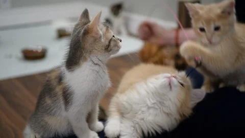Slow motion kittens playing and jumping.  6 weeks old. Stock Footage 110737954